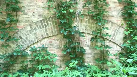 砖墙上的绿色植物有常春藤的高砖墙视频的预览图
