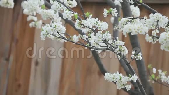 梅花树对篱笆视频的预览图