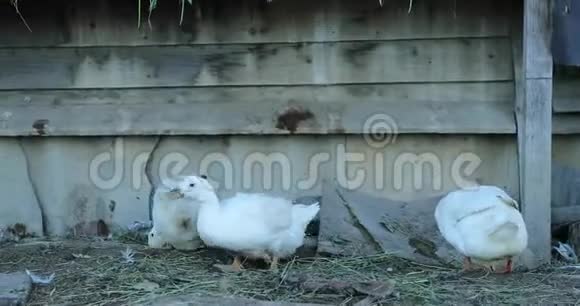 下午农场里的白鹅视频的预览图