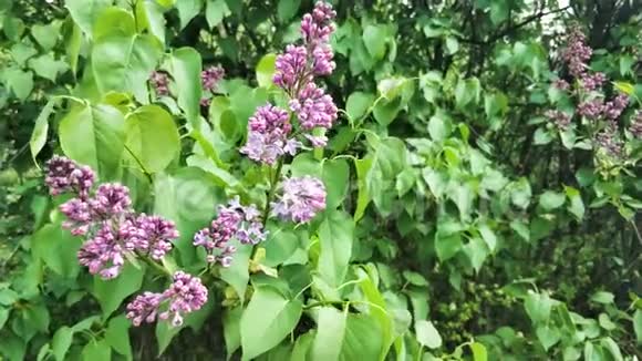 年轻的紫丁香丁香花蕾在风中摇摆4K视频的预览图