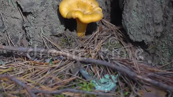 在森林中生长的红菇视频的预览图
