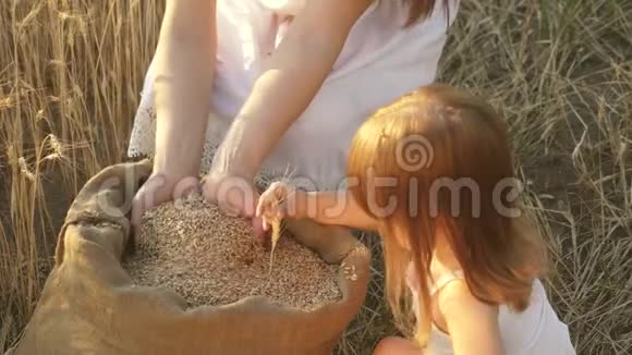 农夫妈妈正在和小儿子女儿在田里玩耍特写镜头一个孩子手中的小麦耳朵母亲和视频的预览图