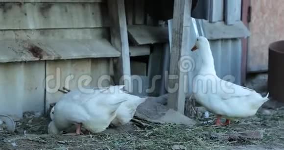下午农场里的白鹅视频的预览图