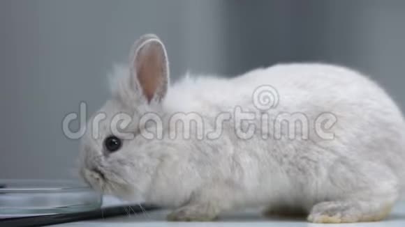 带着培养皿和文件动物试验概念在桌子上行走的兔子视频的预览图