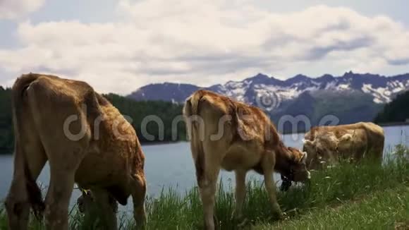 农场上的奶牛景观视频的预览图