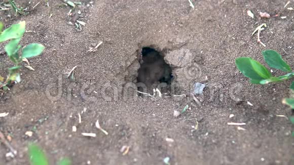 蚂蚁貂在地上蚂蚁在地上建了一座房子视频的预览图