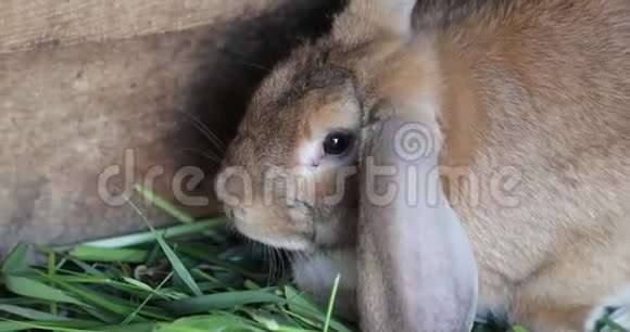 4k木箱里的兔子视频视频的预览图