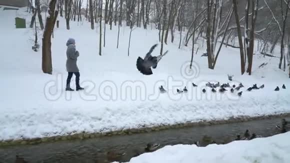 在冬天的公园里坐在雪地里的鸽子中间散步的女人视频的预览图