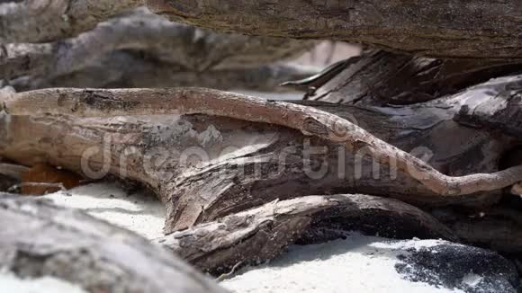 塞舌尔普拉斯林岛蜥蜴跑在印度洋的海滩上一棵干燥的树上视频的预览图