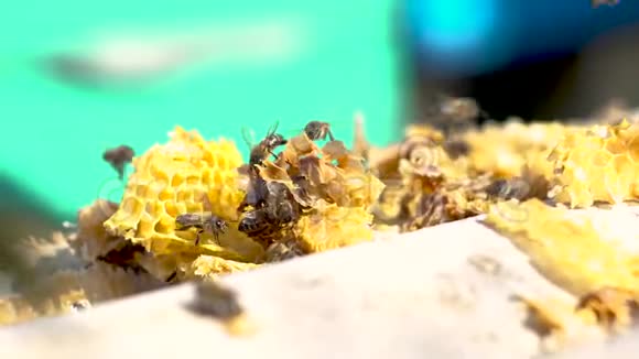 蜂箱上的蜂群视频的预览图