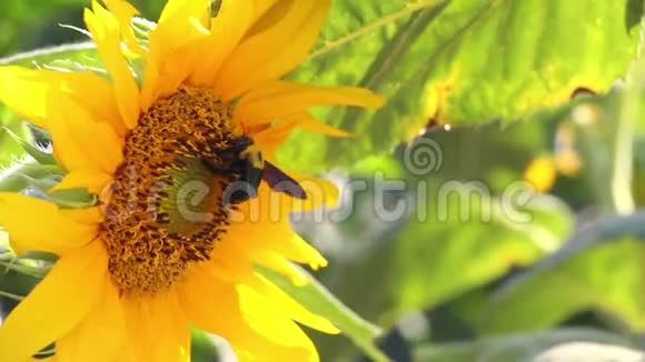 蜜蜂从向日葵中收集花粉自然背景有黄花和蜂宏蜂蜜夏日自然摄影视频的预览图