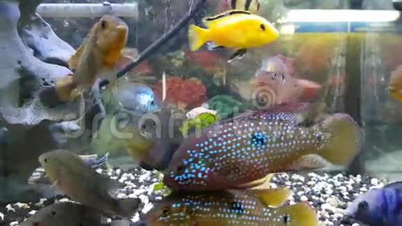 鱼缸里的鱼视频的预览图