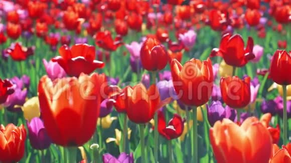 红色郁金香在花坛上开花在花园里合上五颜六色的郁金香花坛视频的预览图