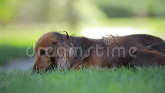 一只棕色的狗躺在后院的草地上视频的预览图