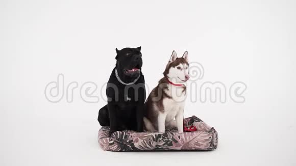 柯索和哈士奇坐在白色背景附近狗友友好视频的预览图