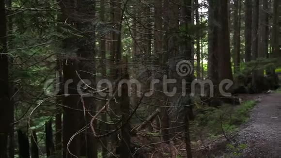 一个穿着运动服的年轻白种人女子在一条常绿森林小路上慢跑的镜头视频的预览图