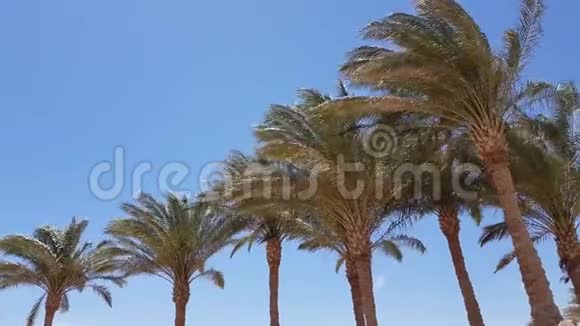 棕榈树的景色视频的预览图