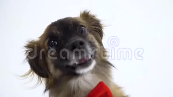 带着红色领带在白色背景下跳舞的搞笑狗视频的预览图