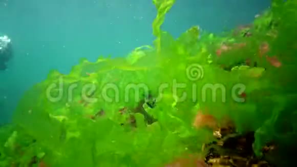 潜水员触摸双手绿藻浒苔在黑海的石头上生长视频的预览图