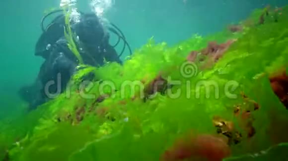 水下景观潜水员触摸双手绿藻浒苔生长在石头上视频的预览图