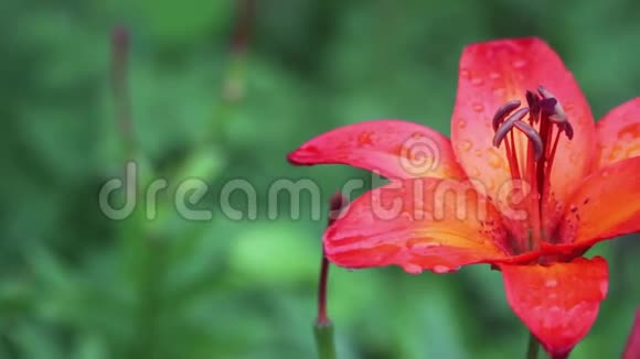 红百合花花瓣上有雨滴生长在花园里美丽与清新视频的预览图