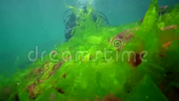 水下景观潜水员触摸双手绿藻浒苔增长视频的预览图