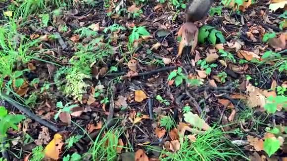 公园里一只可爱的毛茸茸的有趣松鼠的慢动作视频视频的预览图