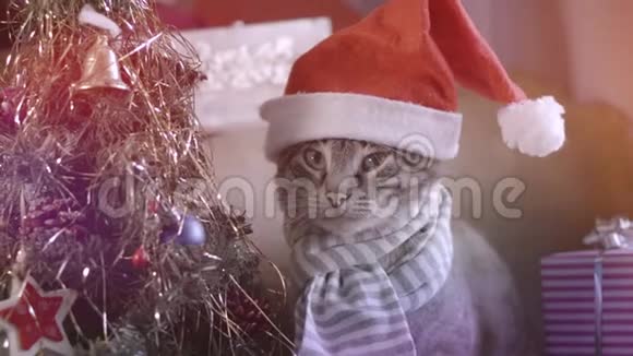 戴着圣诞帽的可爱猫坐在圣诞树下带着礼物视频的预览图
