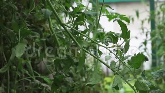 没有水果的番茄藤在温室里生长收获失败有机蔬菜种植和耕作视频的预览图