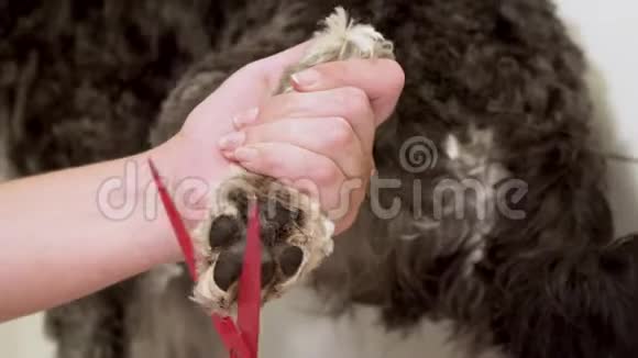 训爪狗梳毛的灰狗品种迷你雪纳泽视频的预览图