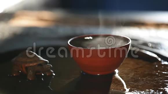 黑热茶杯龟高清镜头视频的预览图