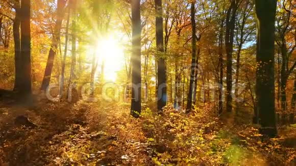 太阳把美丽的光线投射到秋天的森林里视频的预览图