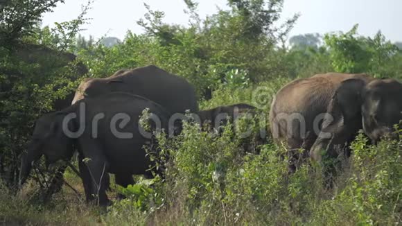 巨大的大象聚集在绿色的树影中放松视频的预览图