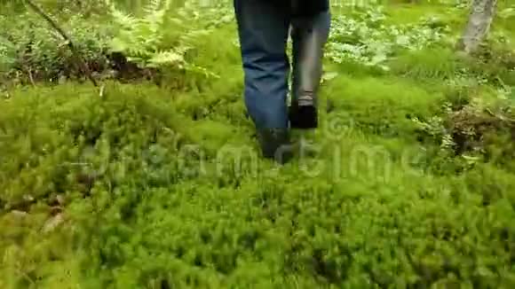 蘑菇管理员在夏天在森林里收集蘑菇视频的预览图