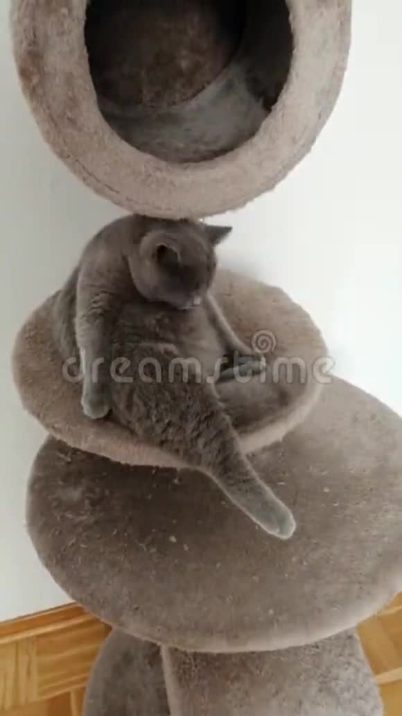 苏格兰直小猫洗和舔自己视频的预览图
