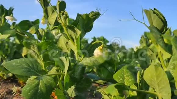 豌豆和五颜六色的花在春天的背景蓝天上年轻的豌豆在田野上收获照相机视频的预览图
