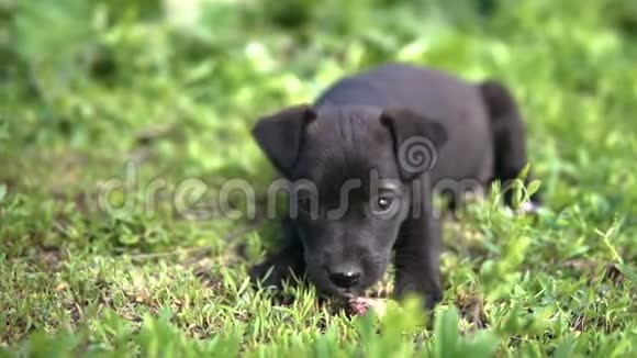 小狗黑色的颜色正在草地上翻转视频的预览图