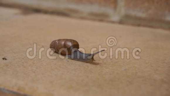蜗牛爬着棕色的瓷砖视频的预览图