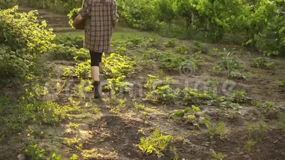 农夫拿着装满新鲜有机蔬菜的木箱在夕阳下沿着生态农场的花园床走视频的预览图