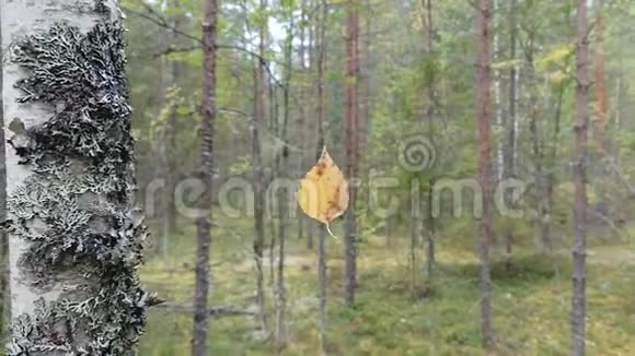 黄桦树的叶子挂在无形的蛛网上视频的预览图