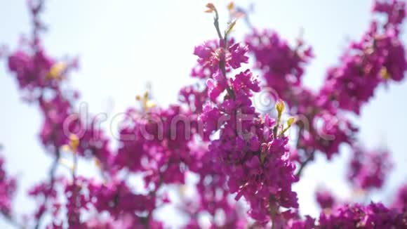 紫丁香花的开花枝丁香花在春天盛开视频的预览图