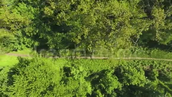 在绿色森林里运动员在人行道上奔跑视频的预览图