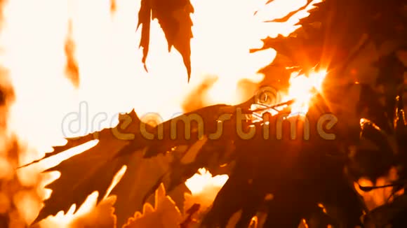 橙叶紫砂卵阳光视频的预览图
