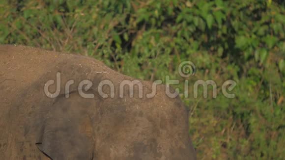 巨大的大象背上覆盖着泥土和稻草视频的预览图