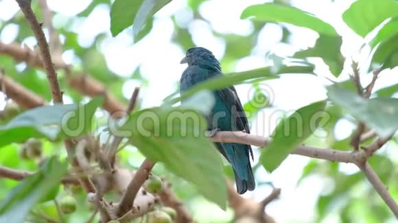 一只亚洲仙女蓝鸟坐在森林里的树枝上叶子是绿色的视频的预览图