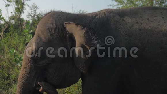 大象吃公园里大树干的绿草视频的预览图