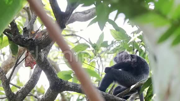有趣的黑白猿坐在树枝上咀嚼一些东西视频的预览图