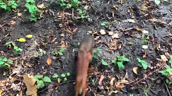 一只可爱的毛茸茸的有趣松鼠的慢动作视频视频的预览图