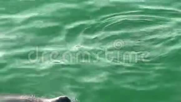 加利福尼亚的海狮在绿水中游泳视频的预览图
