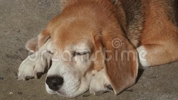 可爱的小猎犬在阳光下睡在地板上视频的预览图